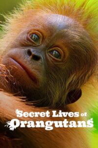 Secret Lives of Orangutans (2024) Hindi Dubbed Netflix